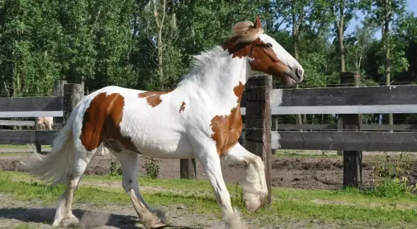 Piękny, łaciaty koń rasy Paint Horse w galopie. Jego biało-brązowa sierść i bujna grzywa świadczą o tym, że rasowy koń to inaczej.