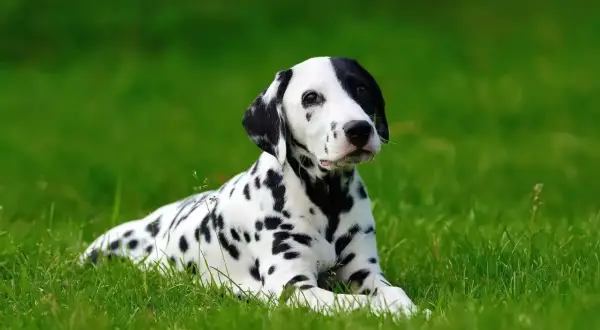 Uroczy dog o białej sierści w czarne cętki leży na zielonej trawie, wyglądając jak żywa plama.