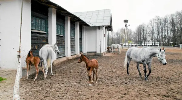 Największa stadnina koni w Polsce: Janów Podlaski czy Michałów?