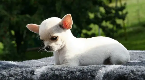 Uroczy, biały chihuahua, najmniejszy pies na świecie, leży na szarym kocu na tle zieleni.