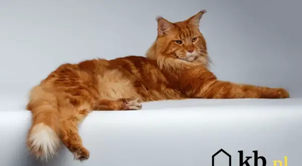 Rudy kot rasy Maine Coon leżący na białym tle.