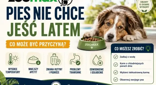 Pies nie chce jeść latem? Wysokie temperatury, mniejszy apetyt, problemy trawienne. Sprawdź, co możesz zrobić, by pomóc swojemu pupilowi.