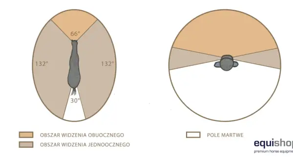 Ilustracja pokazuje, jak widzi koń: szerokie pole widzenia obuocznego (132° po bokach, 66° z przodu) i małe pole martwe z tyłu (30°).