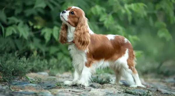 Cavalier King Charles Spaniel o brązowo-białym umaszczeniu stoi na kamienistej ścieżce wśród zieleni.