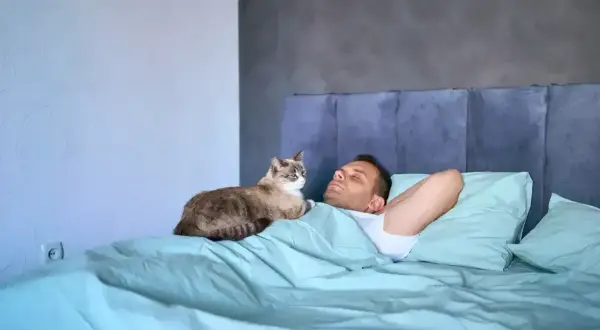 Kot śpi na człowieku, co oznacza jego zaufanie i poczucie bezpieczeństwa. Zwierzę czuje się komfortowo i kocha swojego opiekuna.