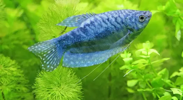 Niebieska rybka akwariowa, przypominająca danio, pływa wśród bujnej, zielonej roślinności.