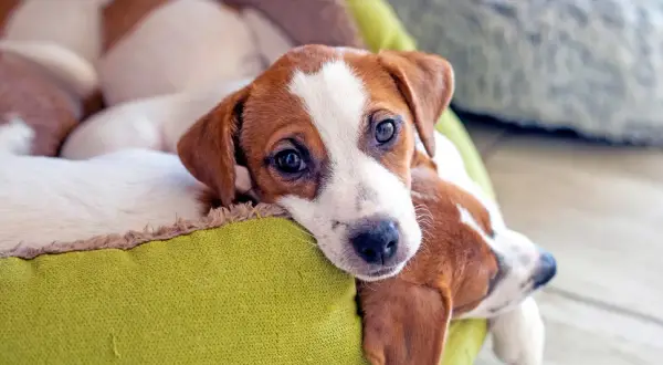 Słodkie szczenięta Jack Russell Terrier leżące w zielonym legowisku. Zastanawiasz się, ile kosztuje odrobaczenie psa?