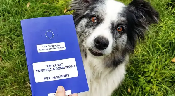 Pies patrzy na niebieski paszport zwierzęcia domowego trzymany w dłoni na tle trawy.