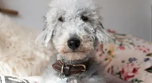 Uroczy pies rasy Bedlington Terrier z kręconą sierścią. Właściciele często zastanawiają się, ile żyje pies z padaczką, ale ten psiak wygląda na zdrowego i szczęśliwego.