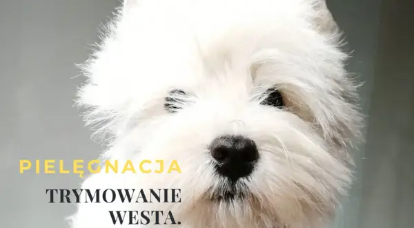 Westie: Czy linieje? Odkryj sekrety trymowania i czystego domu