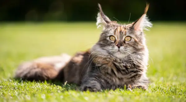 Majestatyczny maine coon, którego waga imponuje, leży na trawie.
