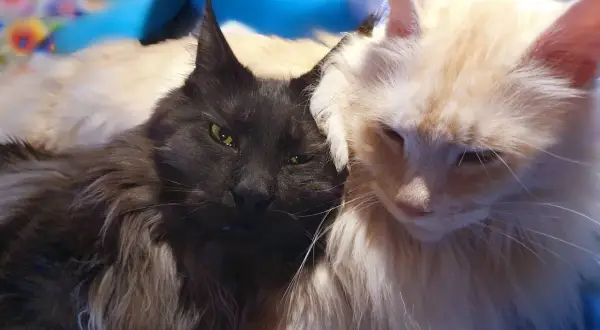 Dwa koty rasy maine coon, jeden czarny, drugi kremowy, przytulają się. Czarny maine coon najwiekszy, z zielonymi oczami, patrzy wprost.
