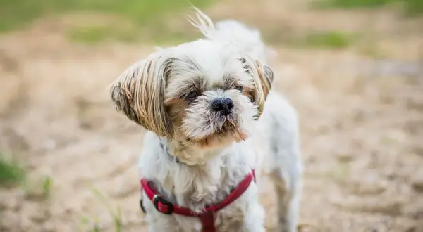 Mały, biały pies rasy Shih Tzu w czerwonej obroży stoi na piaszczystym podłożu.