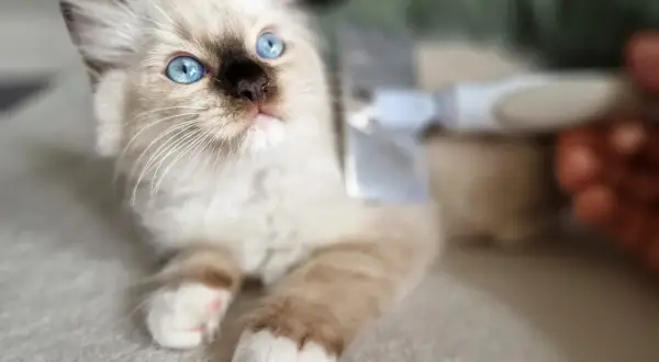 Kociak rasy Ragdoll z niebieskimi oczami jest czesany szczotką.