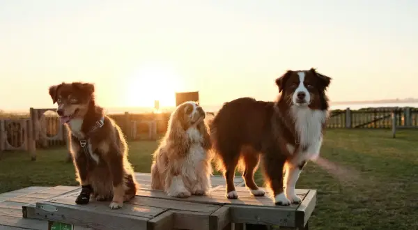Trzy psy, w tym dwa owczarki australijskie i spaniel, siedzą na drewnianej ławce o zachodzie słońca.