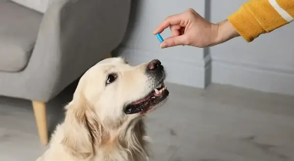 Zastanawiasz się, jaki lek przeciwbólowy dla psa będzie najlepszy? Oto złoty retriever czeka na tabletkę.