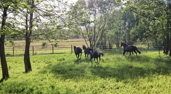 Konie galopują po zielonym padoku wśród drzew. Słońce przebija się przez liście, tworząc plamy światła na trawie.
