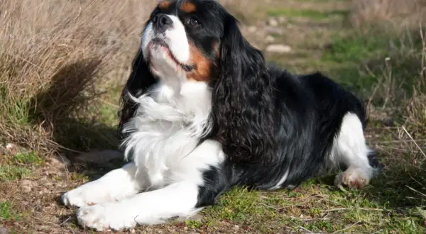 Cavalier King Charles Spaniel: Sierść czy włosy? Prawda dla alergika