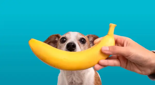 Czy pies może jeść banana? Słodki przysmak w zasięgu psiego nosa.