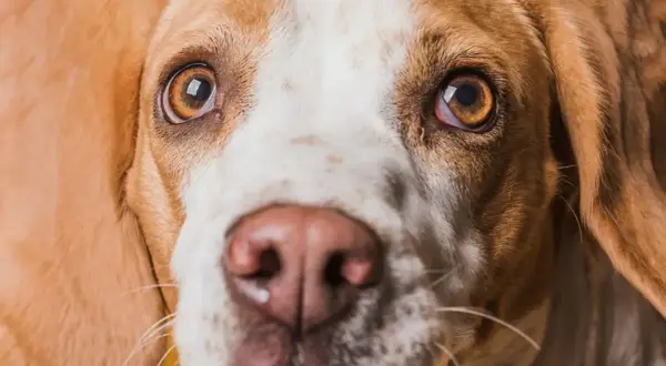 Zbliżenie na pysk psa rasy beagle. Widać jego brązowe oczy, które wydają się lekko zaczerwienione, oraz różowy nos.