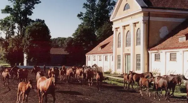 Stadnina Koni Kozienice: Odkryj Stuletnią Tradycję i Pełną Ofertę