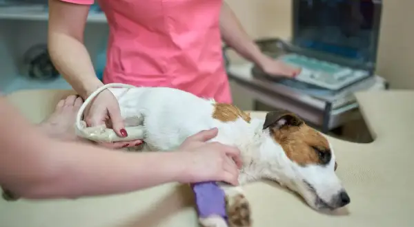Weterynarz wykonuje USG jamy brzusznej u psa, badając pod kątem ropomacicza. Zdjęcia z badania pomogą w diagnozie.