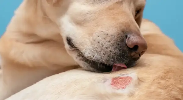 Labrador liże zaczerwienioną, podrażnioną skórę, co może wskazywać na choroby skóry u psa.