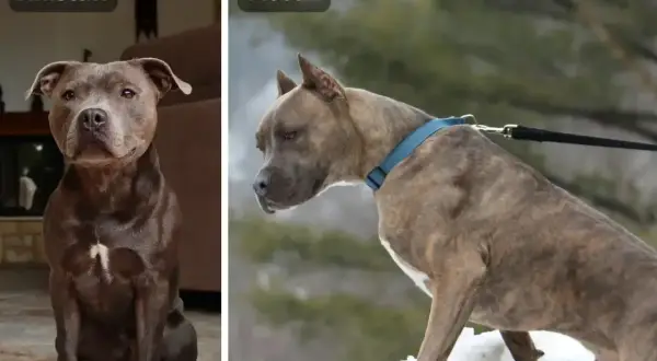 Amstaff siedzi w domu, a pitbull stoi na śniegu. Oba psy mają silną budowę.
