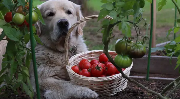 Golden retriever leży obok koszyka pełnego pomidorów w ogrodzie.