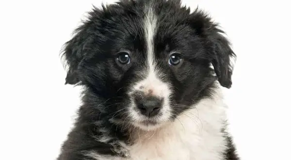 Wymiana sierści u border collie: kiedy i jak dbać o szatę?