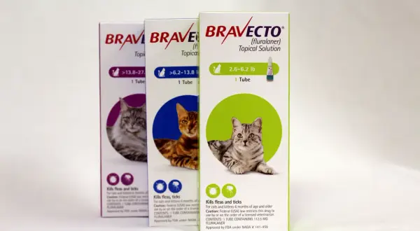 Trzy pudełka preparatu Bravecto dla kotów z wizerunkami kotów i informacjami o produkcie.