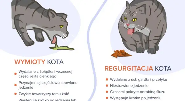 Ilustracja pokazuje dwa koty. Jeden kot wymiotuje, z pyska wydobywa się zielona wydzielina. Drugi kot, z pełnym pyszczkiem, ma przed sobą kupkę jedzenia.