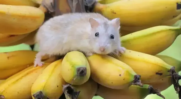 Mały, puszysty chomik siedzi na kiści bananów, zastanawiając się, czy chomiki mogą jeść banany.