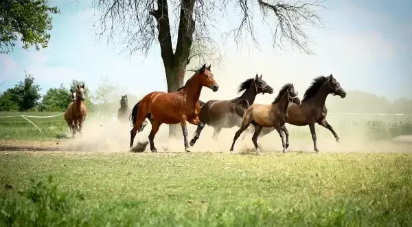 Stado koni pędzi przez łąkę, wzbijając tumany kurzu. Ich galop jest szybszy od kłusa, a wiatr rozwiewa grzywy.