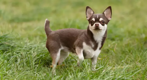 Brązowo-biały chihuahua krótkowłosy stoi na zielonej trawie.