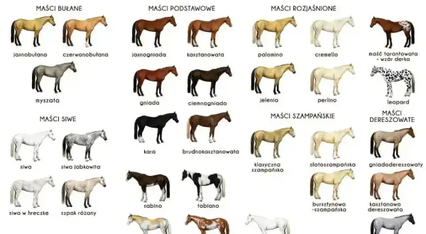 Gniady koń, obok kasztanowatego i ciemnogniadego, to jeden z podstawowych kolorów sierści koni.