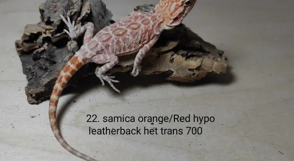 Urocza agama brodata, samica orange/red hypo leatherback, het trans. Sprawdź atrakcyjną agama brodata cenę!