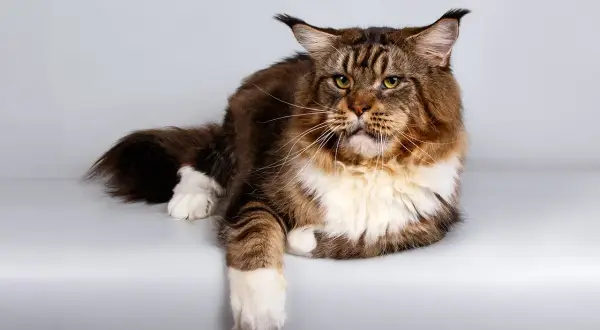 Majestatyczny kot rasy Maine Coon, z długą, brązowo-rudą sierścią i białymi łapkami, leży spokojnie. Jego zielone oczy patrzą wprost.