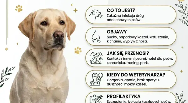 Labrador z objawami kaszlu kenelowego u psa. Informacje o przyczynach, objawach, przenoszeniu, kiedy do weterynarza i profilaktyce.