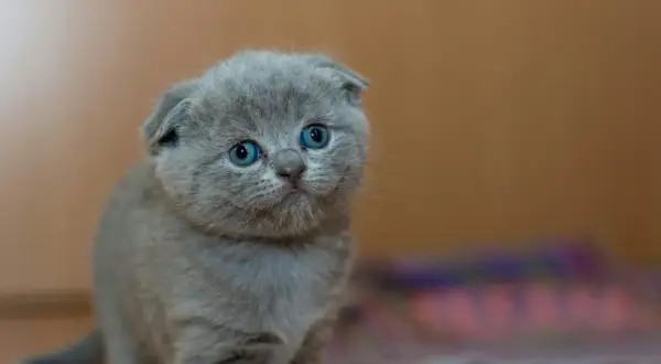 Szare kocię rasy brytyjskiej z niebieskimi oczami na brązowym tle.