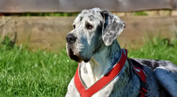 Duży dog niemiecki w czerwonej uprzęży leży na trawie. Zastanawiasz się, ile kosztuje uśpienie psa?