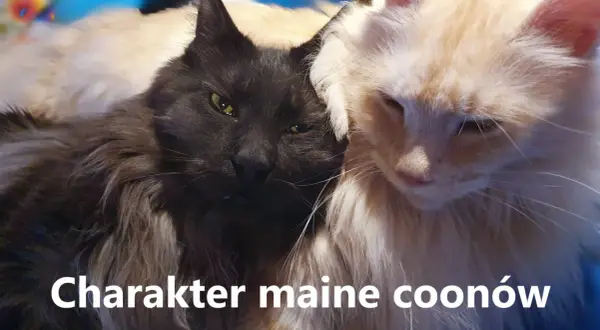 Dwa koty rasy Maine Coon, jeden czarny, drugi jasny, przytulają się do siebie.