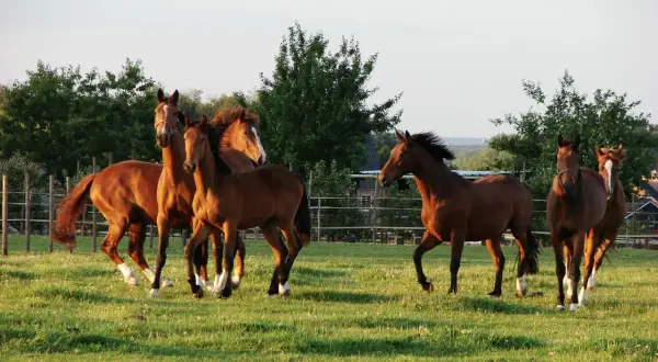 Piękny **tabun** koni galopuje po zielonej łące w ciepłym świetle zachodzącego słońca.