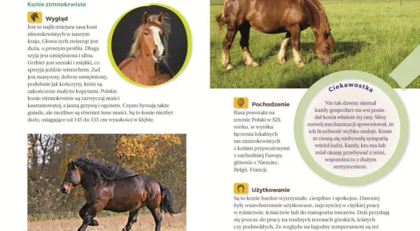 Jaki to koń? Atlas dla dzieci i inne: Wybierz idealną książkę!