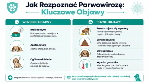 Wczesne i późne objawy parwowirozy u psów: brak apetytu, apatia, wymioty, biegunka, odwodnienie, gorączka.