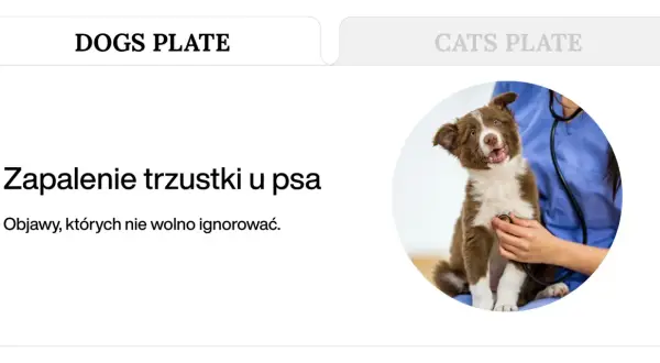 Weterynarz osłuchuje stetoskopem brązowo-białego szczeniaka.