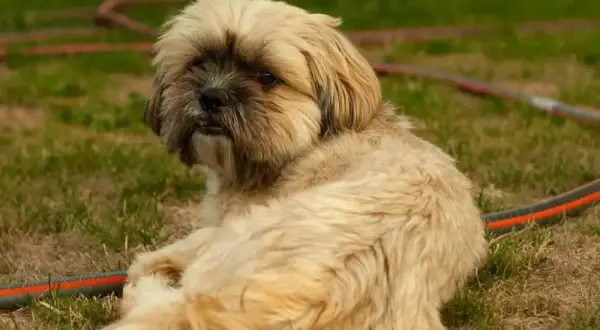 Shih tzu: włosy czy sierść? Co to znaczy dla alergika i pielęgnacji?