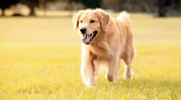 Golden Retriever: Sierść czy włosy? Poznaj budowę i pielęgnację!