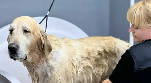 Złoty retriever w wannie, mokry, z widocznym podszerstkiem, podczas kąpieli przez groomera.