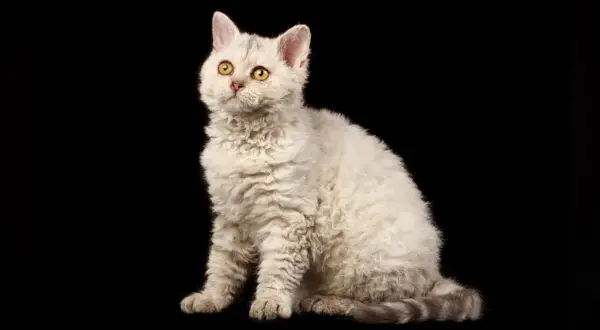 Siedzący kot rasy Devon Rex z kręconą, jasną sierścią i żółtymi oczami na czarnym tle.